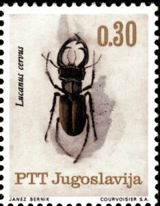 Stag Beetle (Lucanus cervus)
