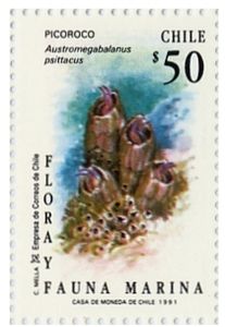 Giant Barnacle (Austromegabalanus psitaccus)