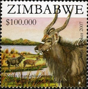 Nyala (Tragelaphus angasii)