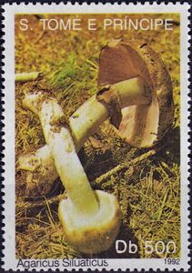 Scaly Wood Mushroom (Agaricus siluaticus)