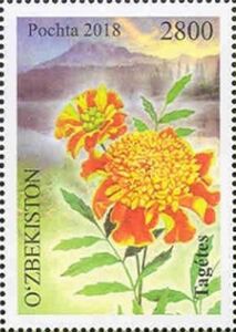 Tagetes