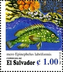 Epinephelus labriformis