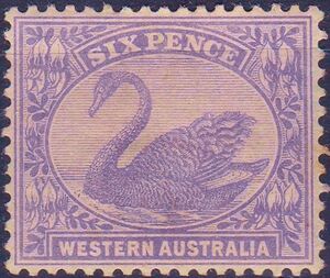 Black Swan (Cygnus atratus)