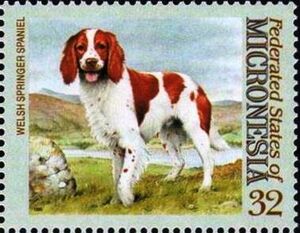 Welsh springer spaniel