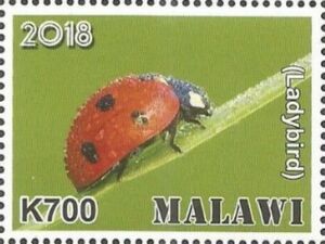 Common Ladybird (Coccinella septempunctata)