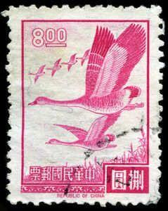 Bean Goose (Anser fabalis)