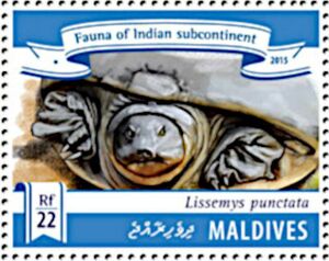 Indian Flapshell Turtle (Lissemys punctata)