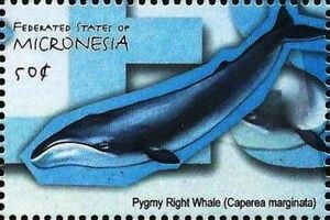 Pygmy Right Whale (Caperea marginata)