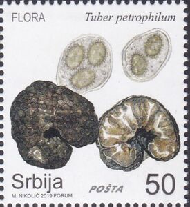 Tuber petrophilum