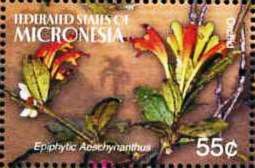 Aeschynanthus sp.