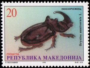 European Rhinoceros Beetle (Oryctes nasicornis)