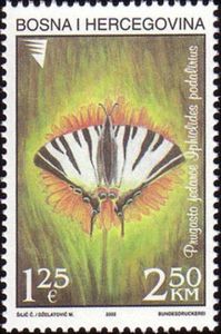 Scarce Swallowtail (Iphiclides podalirius)