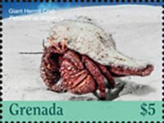 Giant Hermit Crab (Petrochirus diogenes)