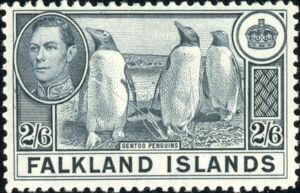 Gentoo Penguin (Pygocelis papua)