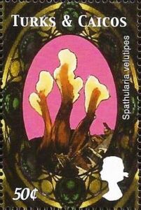 Spathularia velutipes