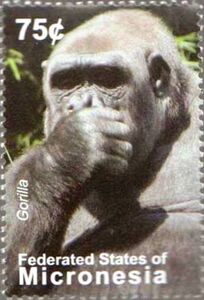Western Gorilla (Gorilla gorilla)
