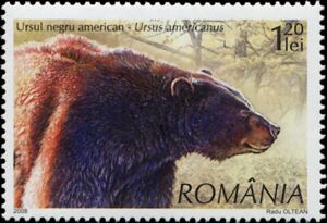 American Black Bear (Ursus americanus)