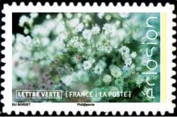 Flowers In Bloom : Gypsophila paniculata