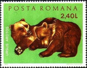 Brown Bear (Ursus arctos)