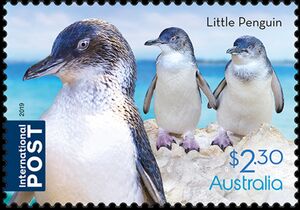 Little Penguin (Eudyptula minor)