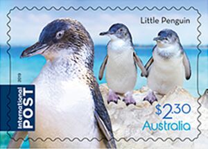 Little Penguin (Eudyptula minor)