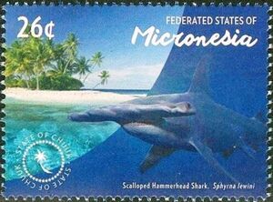 Scalloped Hammerhead Shark (Sphyrna lewini)