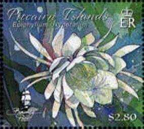 Epiphyllum oxypetalum