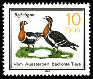 Red-breasted Goose (Branta ruficollis)