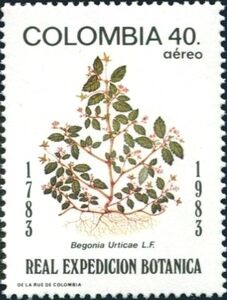 Begonia urticae