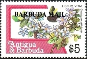 Lignum vitae (Guiacum officinale) - Overprinted