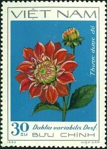 Red Dahlia - Thuoc duoc do