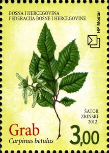 Common Hornbeam (Carpinus betulus)