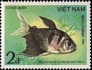 Black Tetra (Gymnocorymbus ternetzi)