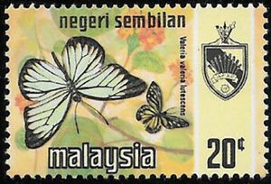 Common Wanderer (Valeria valeria lutescens)