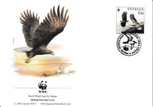White-tailed Eagle (Haliaeetus albicilla)