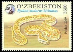 Burmese Python (Python bivittatus)