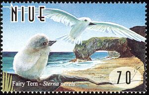Fairy Tern (Sterna nereis) (see Description)