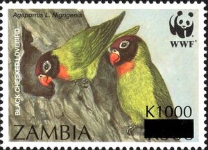 Black-cheeked Lovebird (Agapornis personata nigrigenis)
