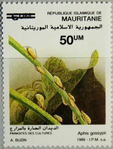 Melon Aphid (Aphis gossypii)