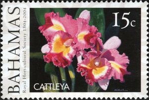 Cattleya - Orchid