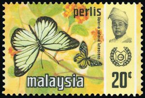 Common Wanderer (Valeria valeria lutescens)