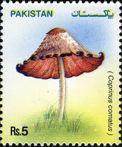 Mushrooms - Coprinus comatus