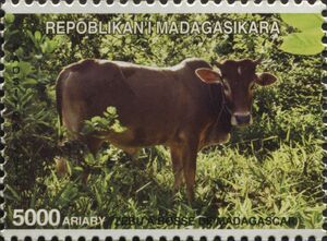 Madagascar Zebu (Bos taurus indicus)