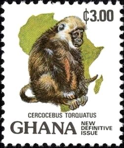 Collared Mangabey (Cercocebus torquatus)