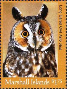 Long-eared Owl (Asio otus)