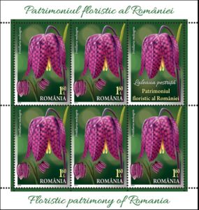 Snake’s Head Fritillary (Fritillaria meleagris)