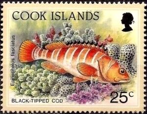 Blacktip Grouper (Epinephelus fasciatus)