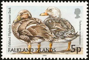 Falkland Flightless Steamer Duck (Tachyeres brachypterus)