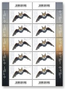 Grey Long-Eared Bat (Plecotus austriacus)