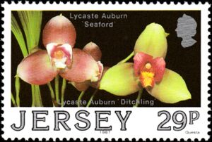 Lycaste auburn "Seaford", Lycaste auburn "Ditchling"